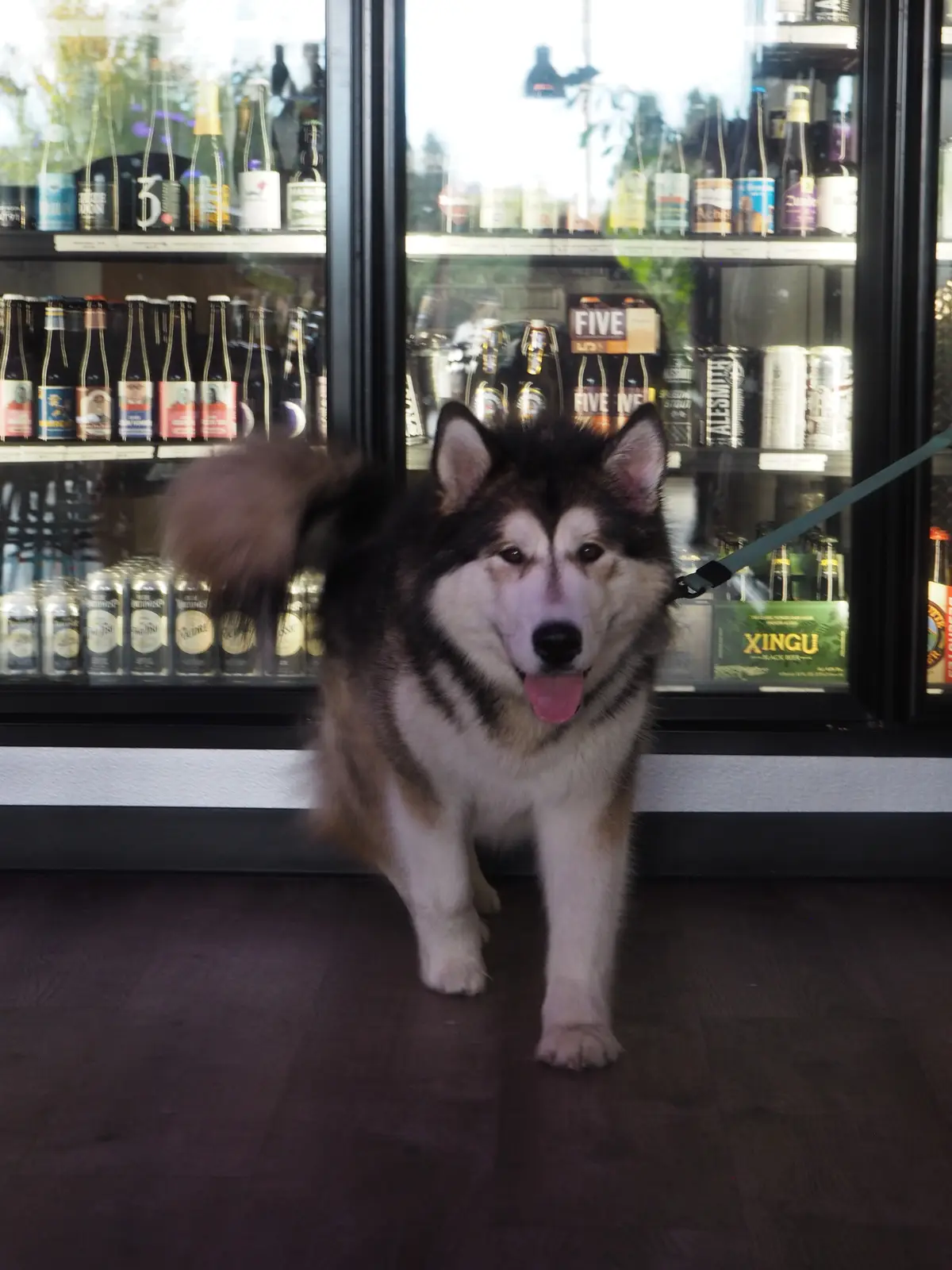 A husky on a leash inside Ballard Beer Box, in front of the beer fridge