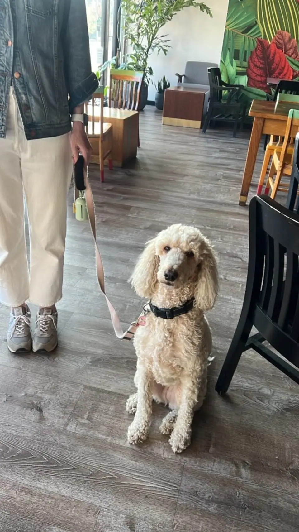 A poodle sitting inside Ballard Beer Box
